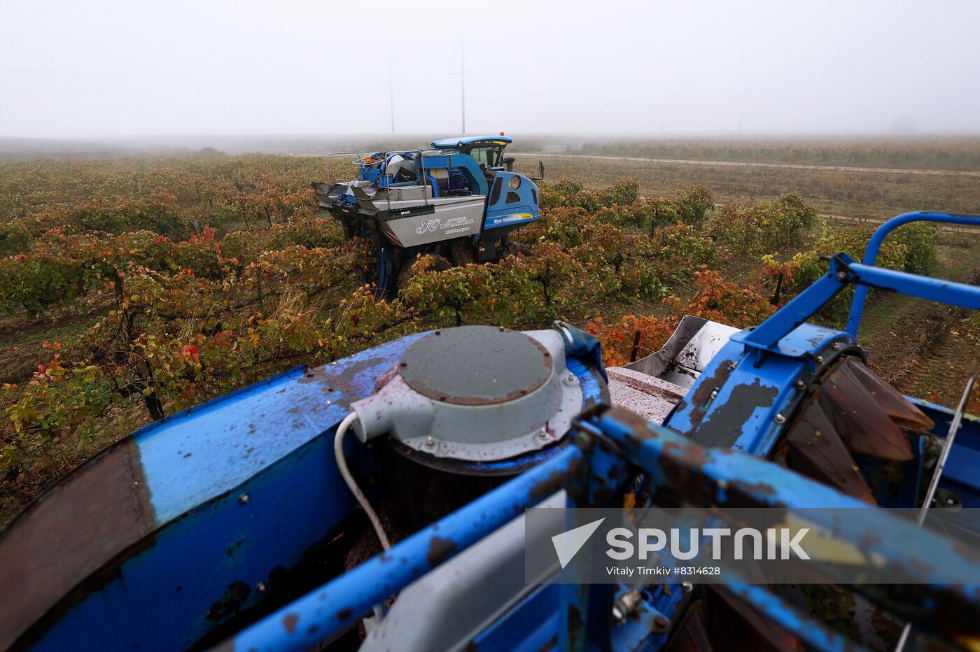 Russia Agriculture Grape Harvest