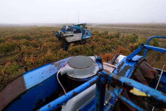 Russia Agriculture Grape Harvest