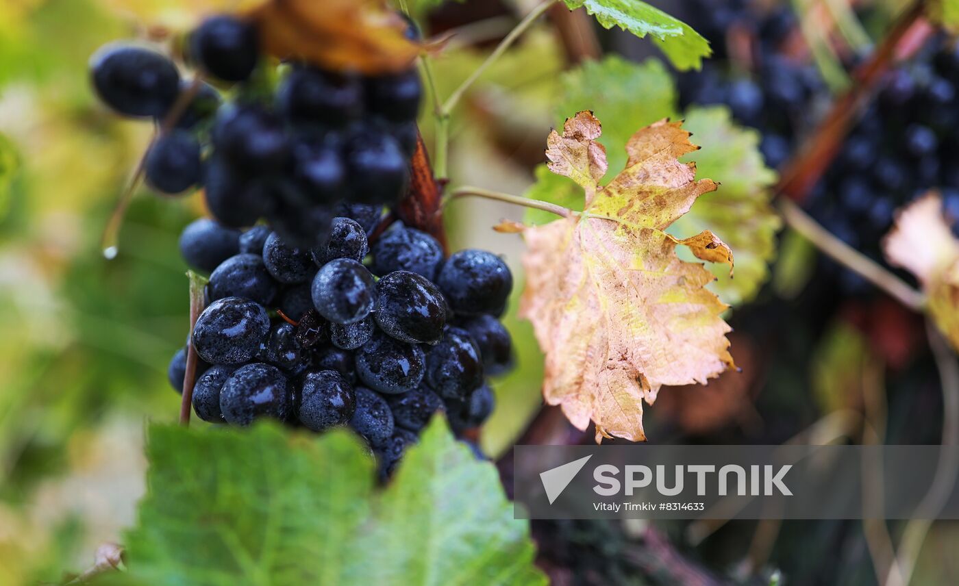 Russia Agriculture Grape Harvest