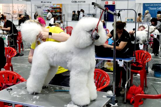 Russia Pet Festival