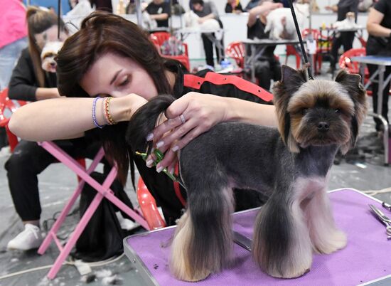 Russia Pet Festival