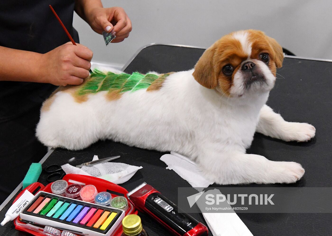 Russia Pet Festival