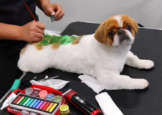 Russia Pet Festival