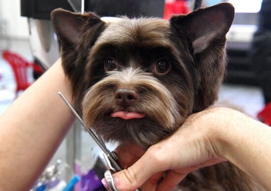 Russia Pet Festival