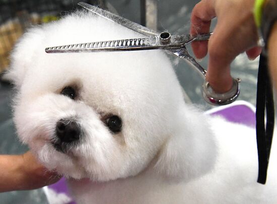 Russia Pet Festival