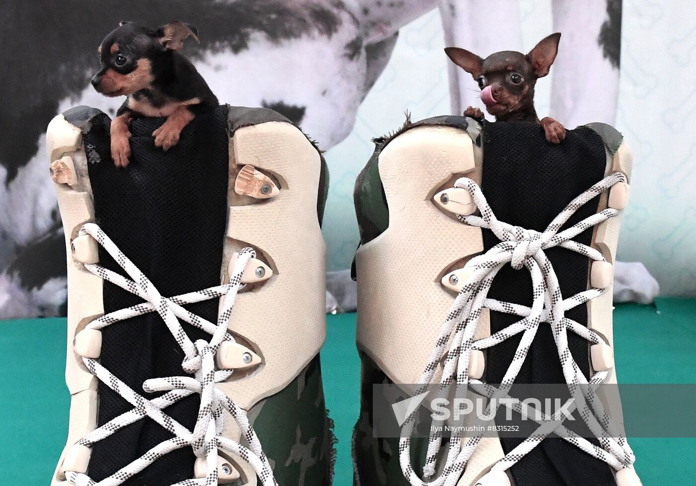 Russia Pet Festival