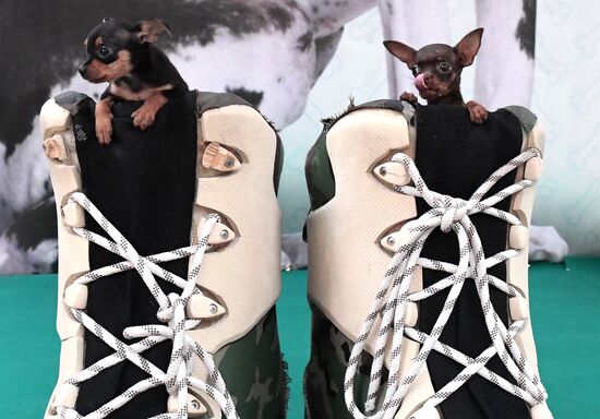 Russia Pet Festival