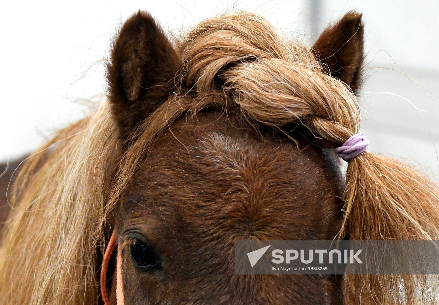 Russia Pet Festival