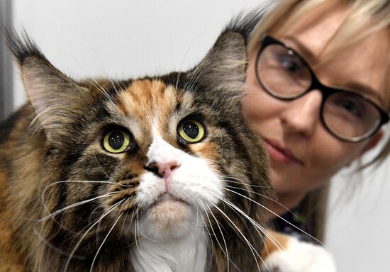 Russia Pet Festival