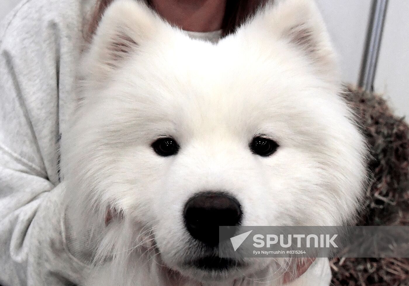 Russia Pet Festival