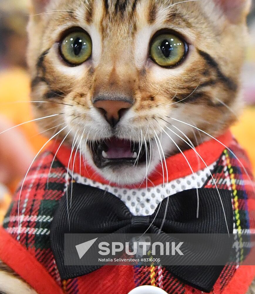 Russia Cats Show