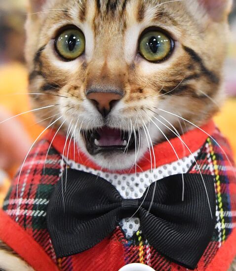 Russia Cats Show