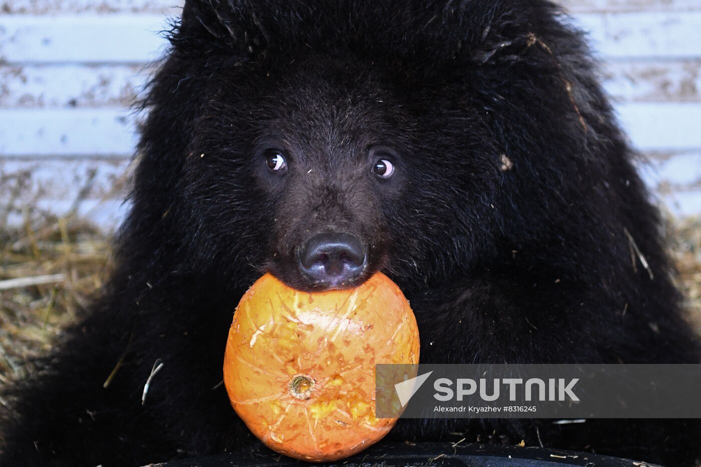 Russia Siberia Bear Cubs