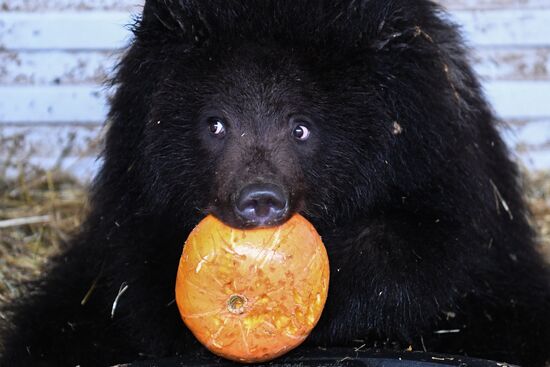 Russia Siberia Bear Cubs