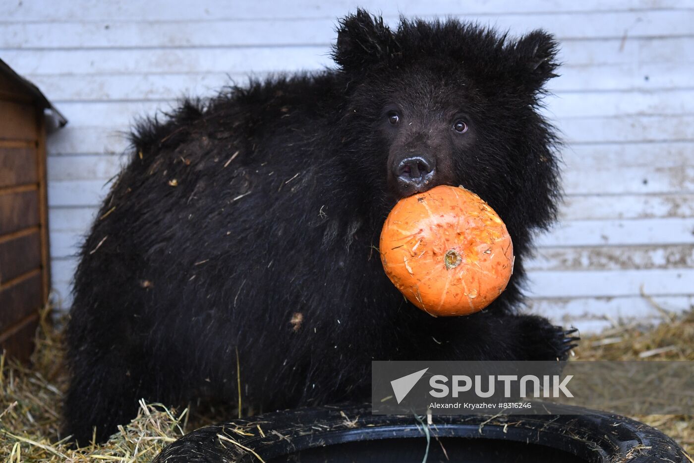 Russia Siberia Bear Cubs