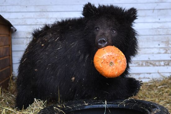 Russia Siberia Bear Cubs