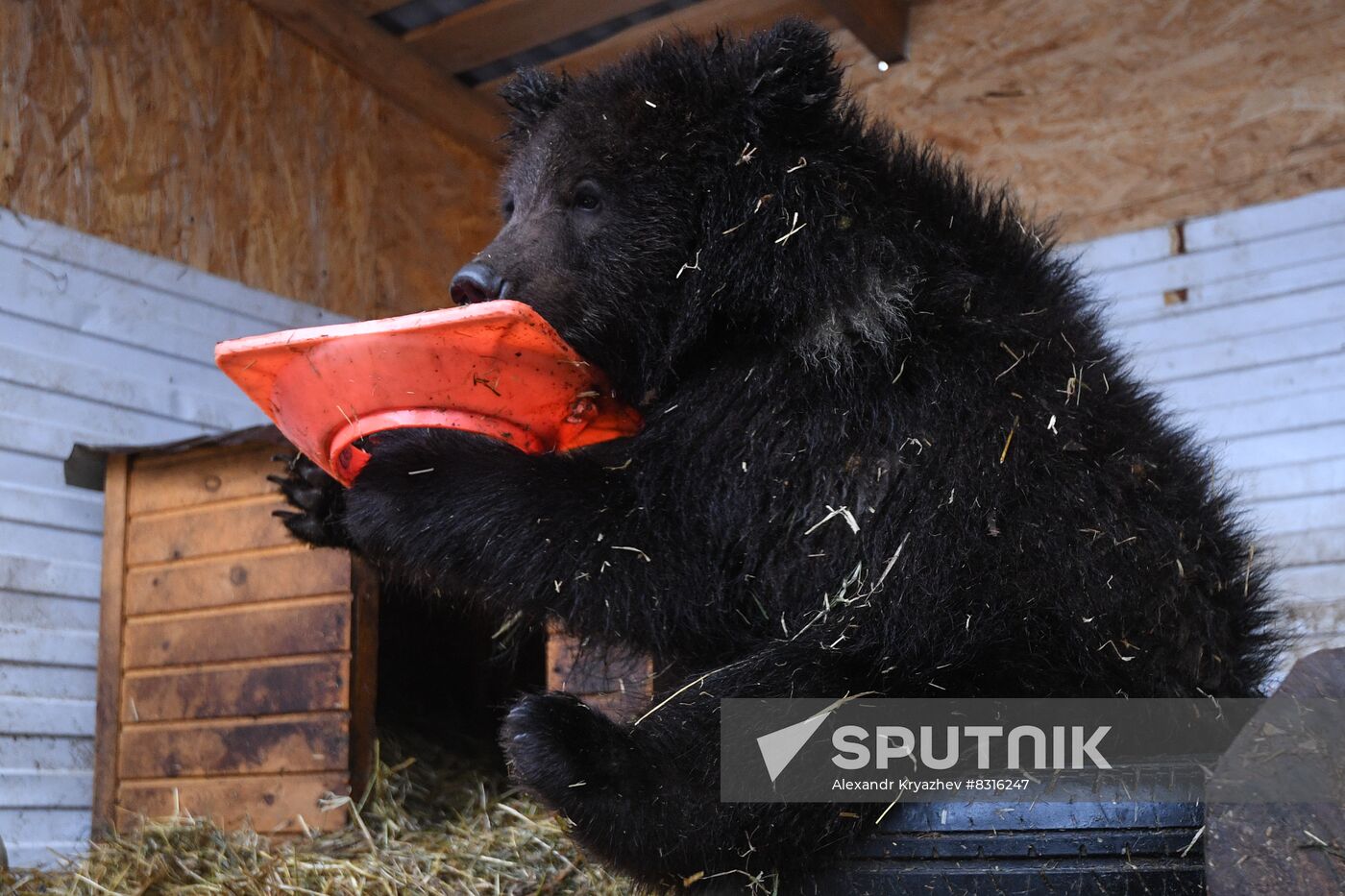 Russia Siberia Bear Cubs