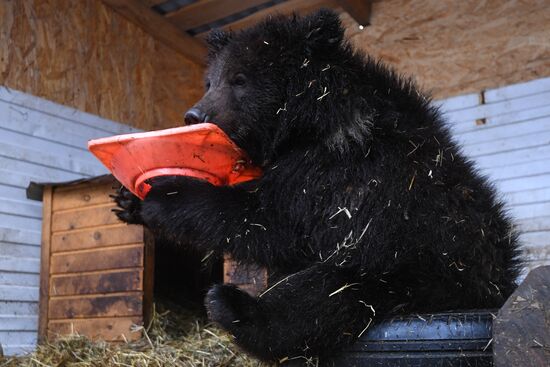 Russia Siberia Bear Cubs