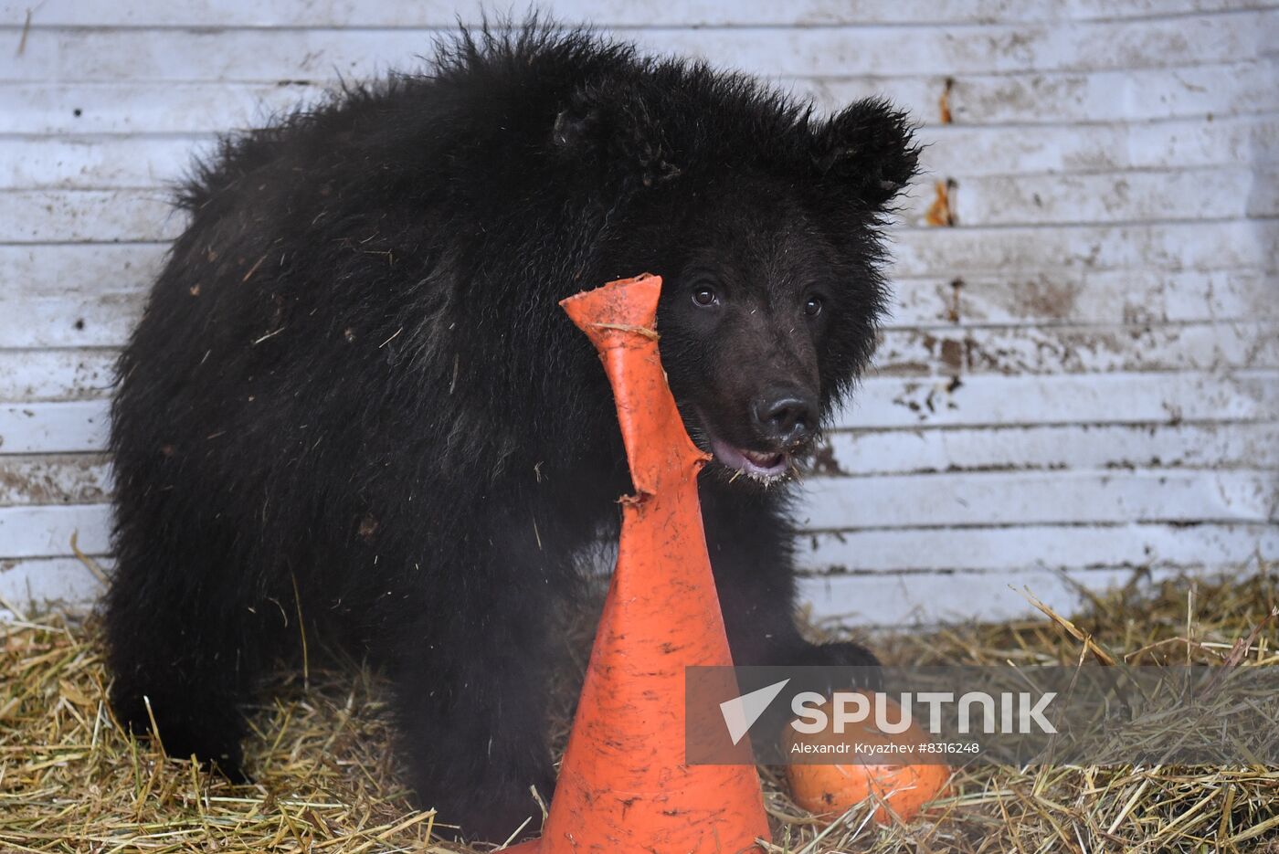Russia Siberia Bear Cubs