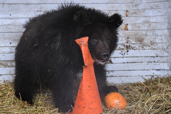 Russia Siberia Bear Cubs