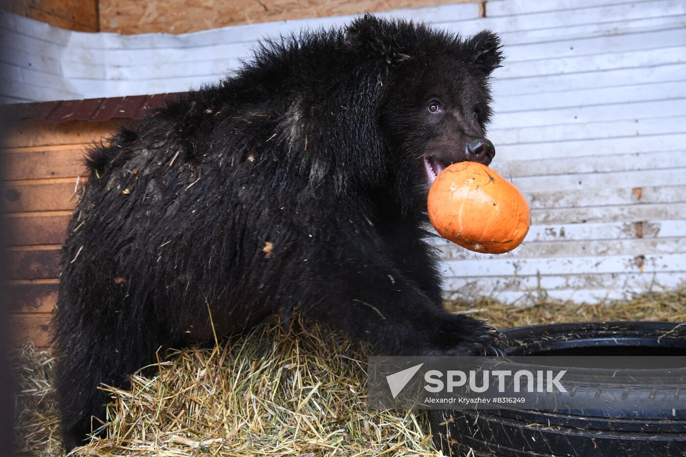 Russia Siberia Bear Cubs