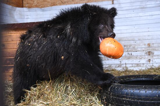 Russia Siberia Bear Cubs