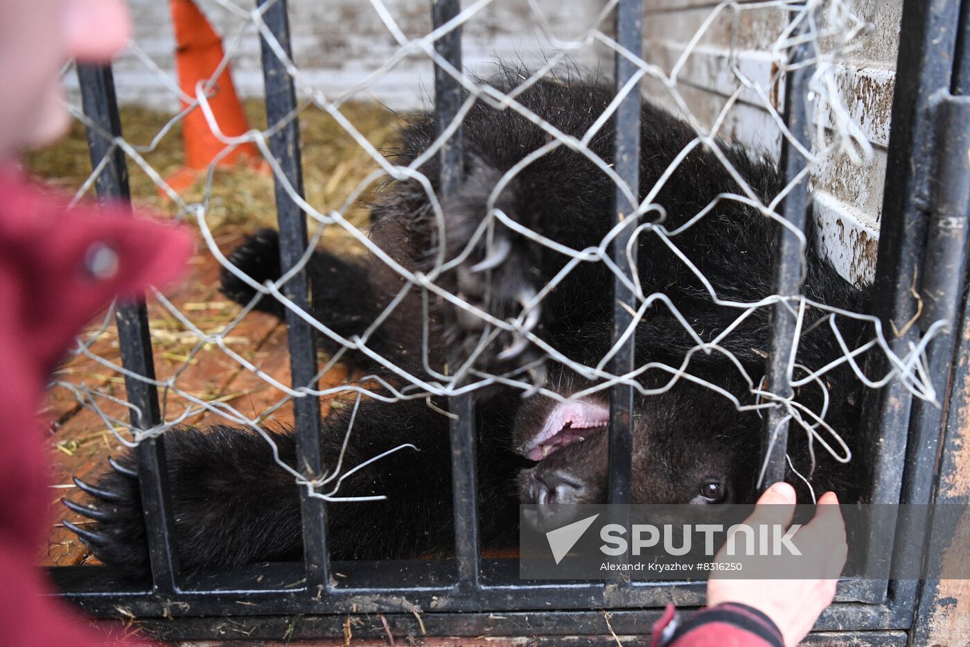 Russia Siberia Bear Cubs