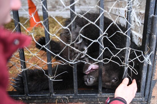 Russia Siberia Bear Cubs