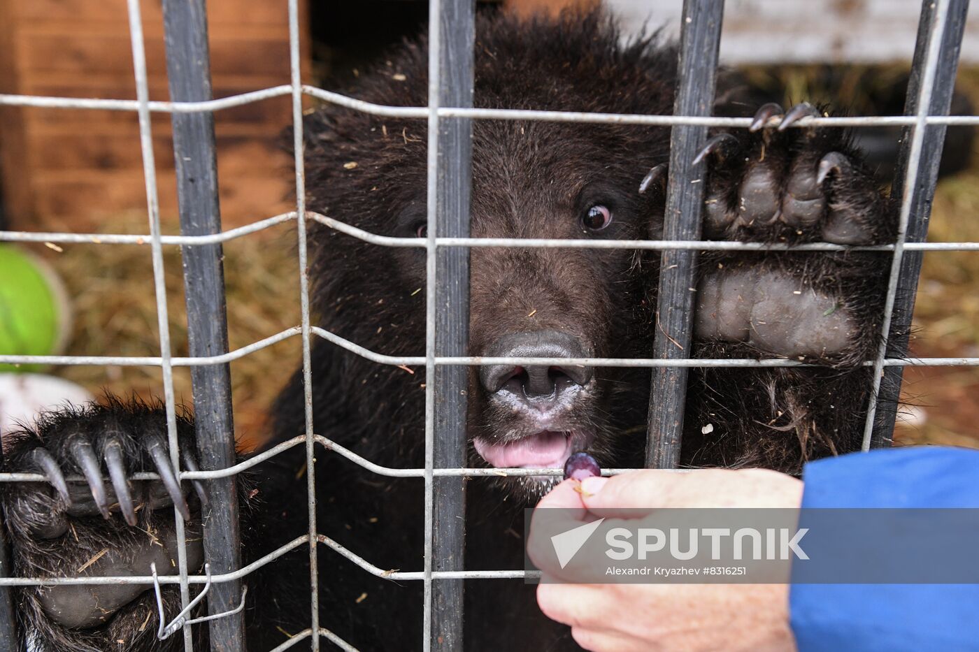 Russia Siberia Bear Cubs