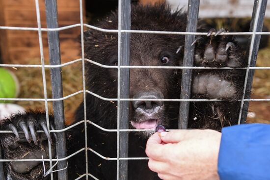 Russia Siberia Bear Cubs