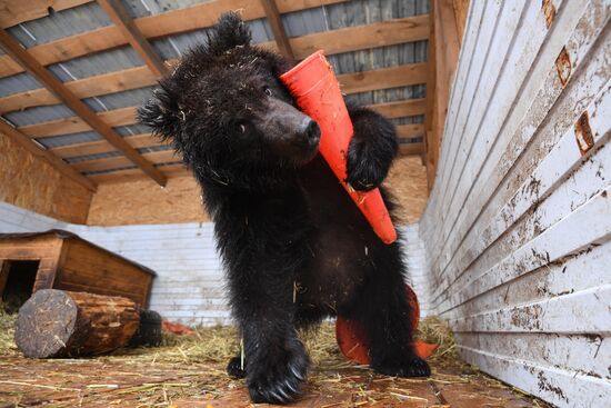 Russia Siberia Bear Cubs