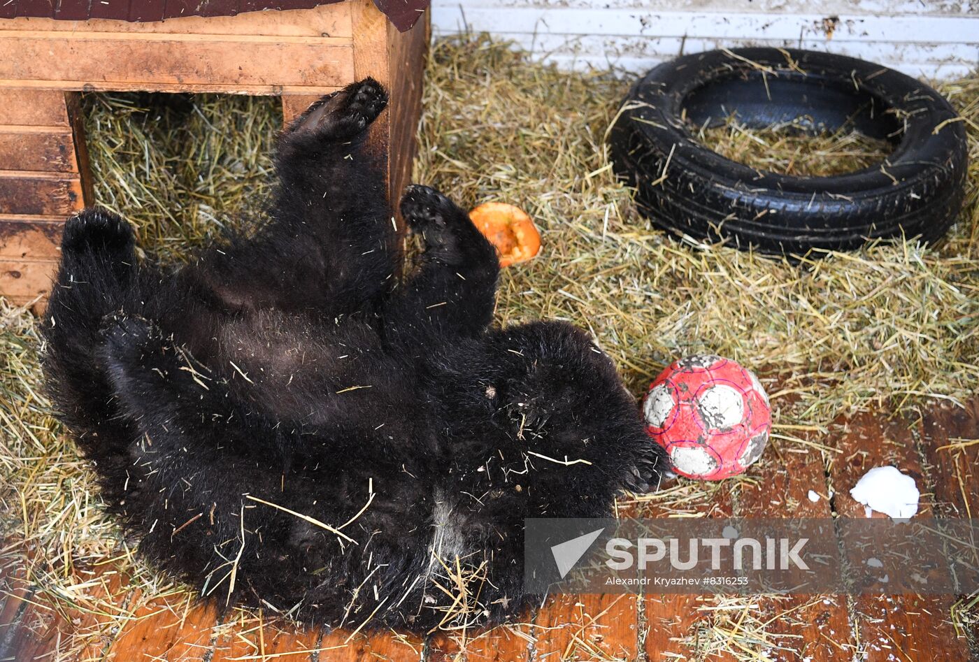 Russia Siberia Bear Cubs