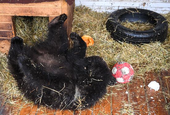 Russia Siberia Bear Cubs