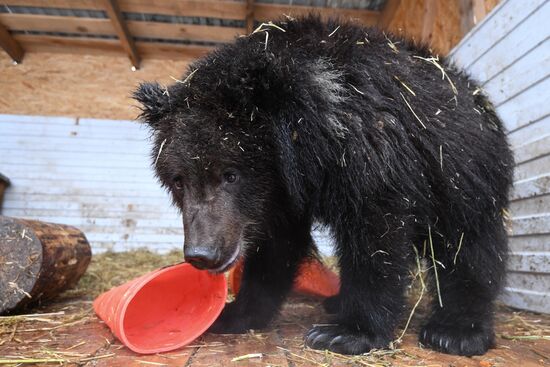 Russia Siberia Bear Cubs