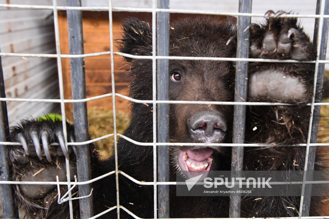 Russia Siberia Bear Cubs