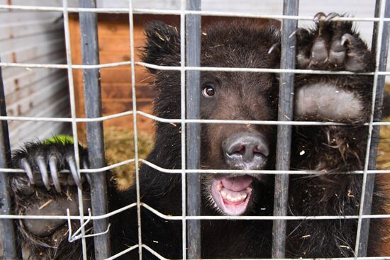 Russia Siberia Bear Cubs