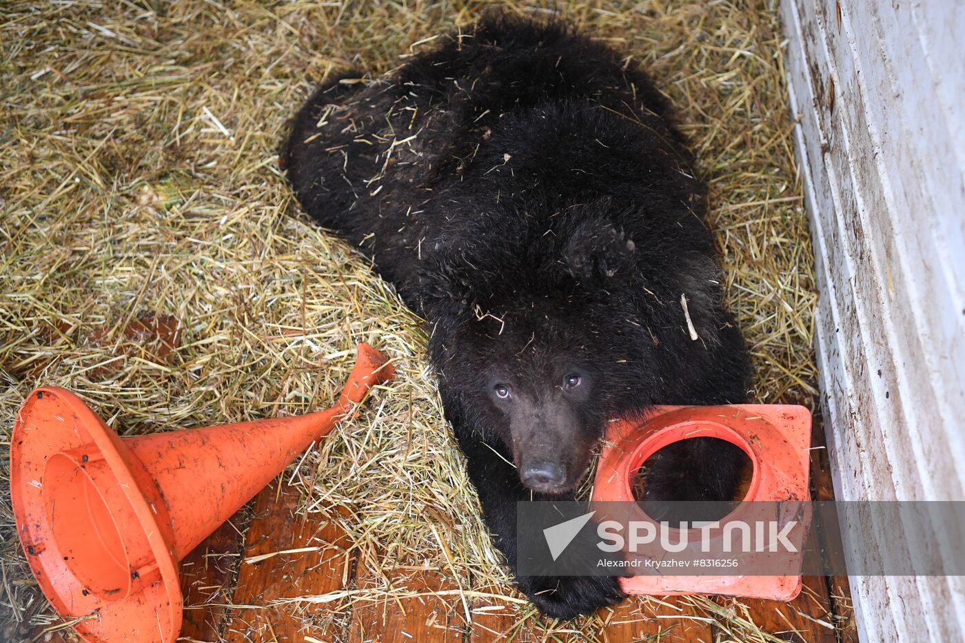 Russia Siberia Bear Cubs