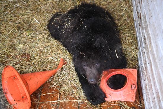 Russia Siberia Bear Cubs