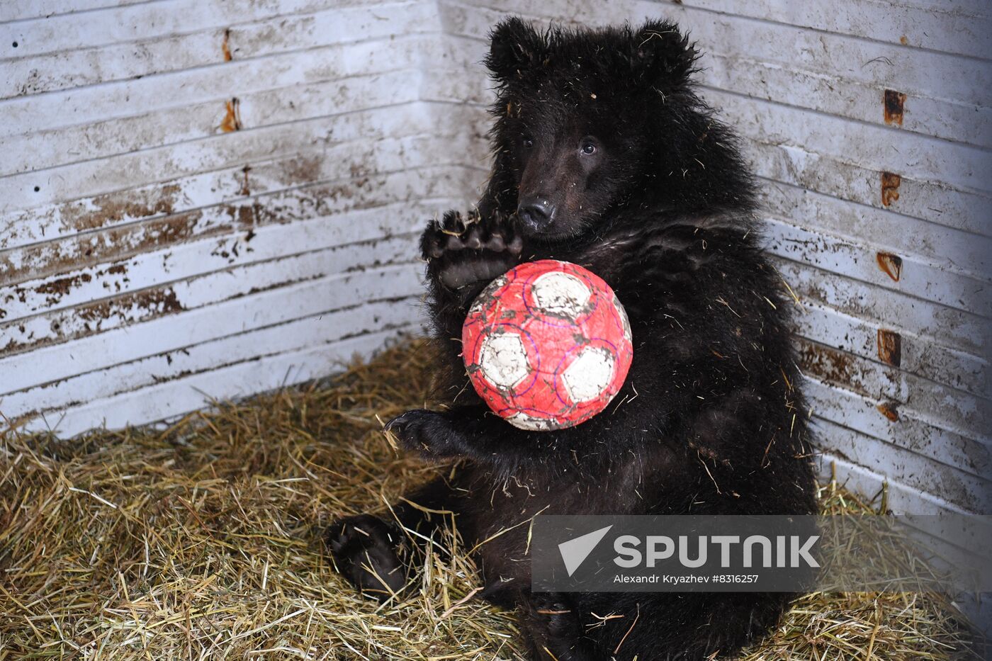 Russia Siberia Bear Cubs