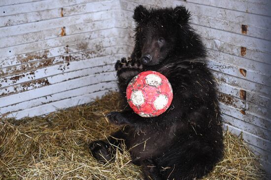Russia Siberia Bear Cubs
