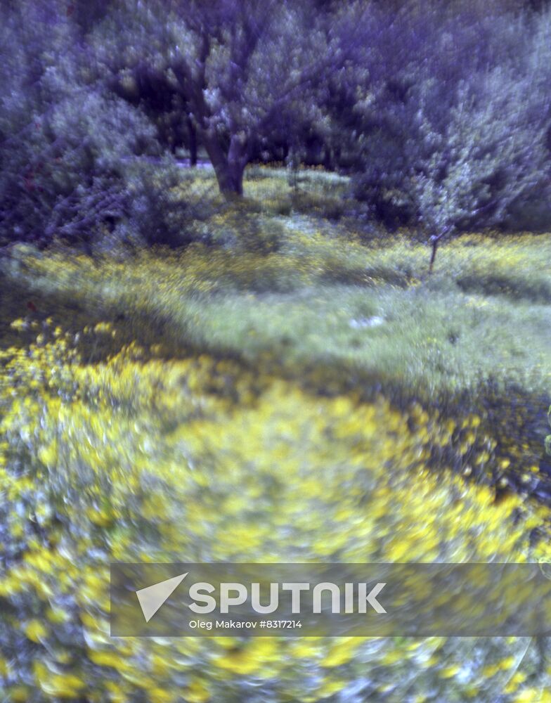 Fruit orchards of Armenia