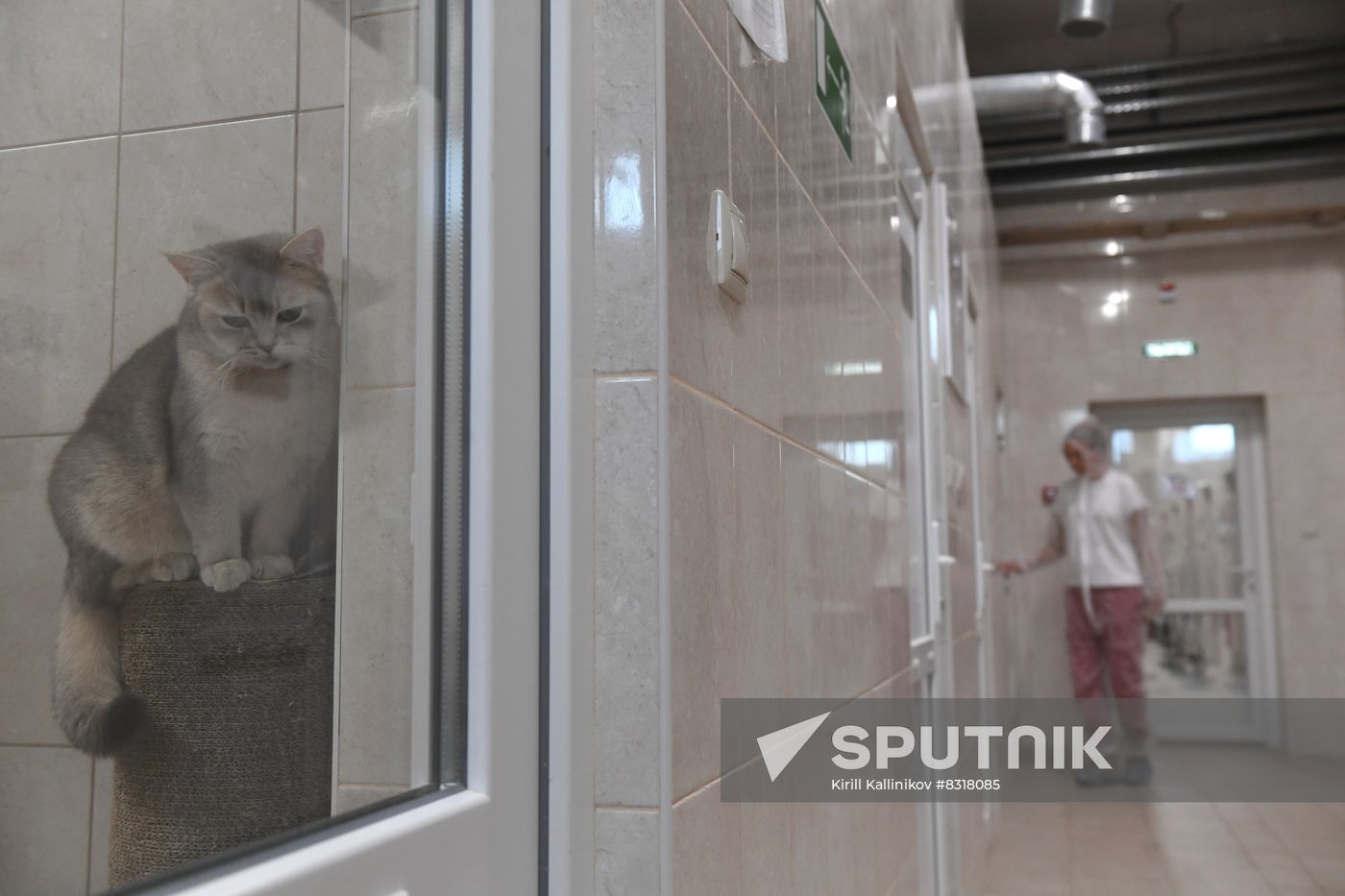 Russia Pet Food Production