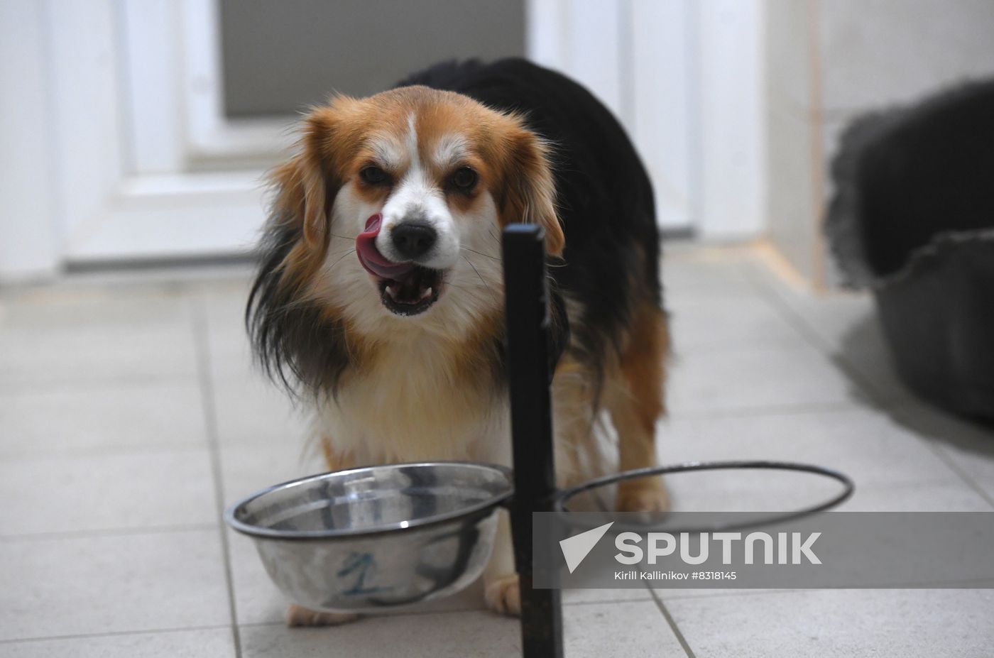 Russia Pet Food Production