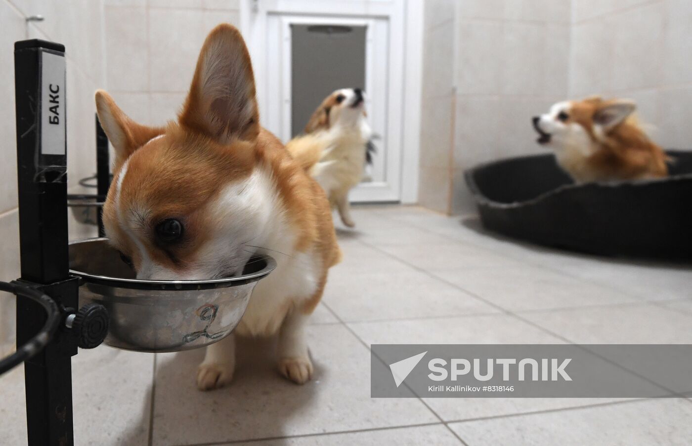 Russia Pet Food Production