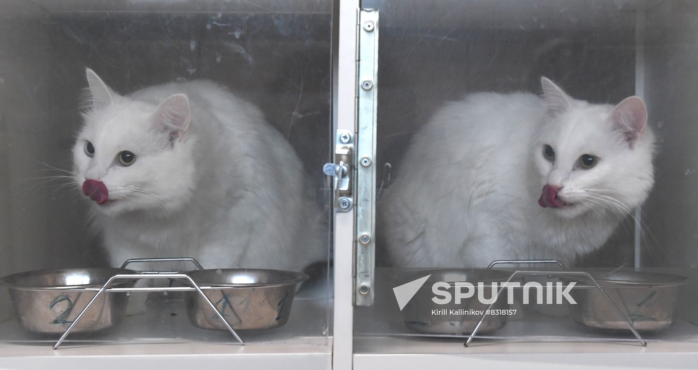 Russia Pet Food Production