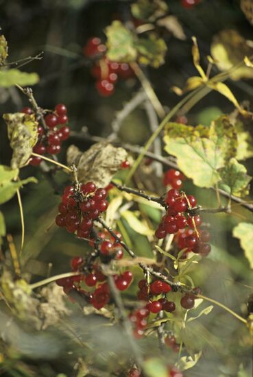 Red currant