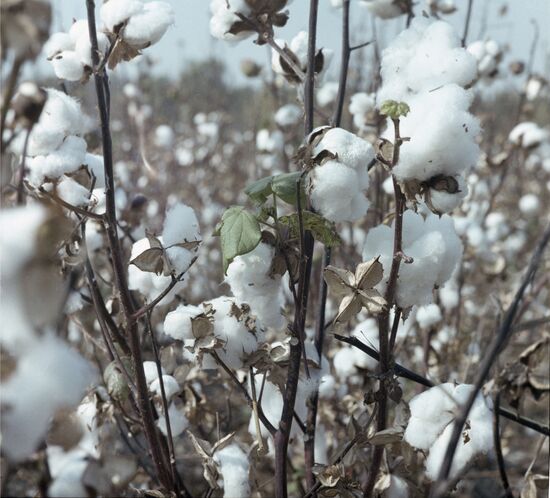 Fergana Valley cotton fields