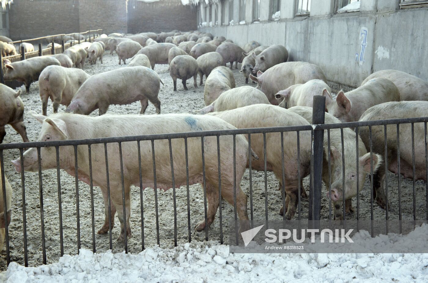 Sosnovoborsky Pig-Breeding Facility in Tatarstan