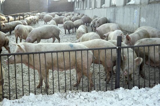 Sosnovoborsky Pig-Breeding Facility in Tatarstan