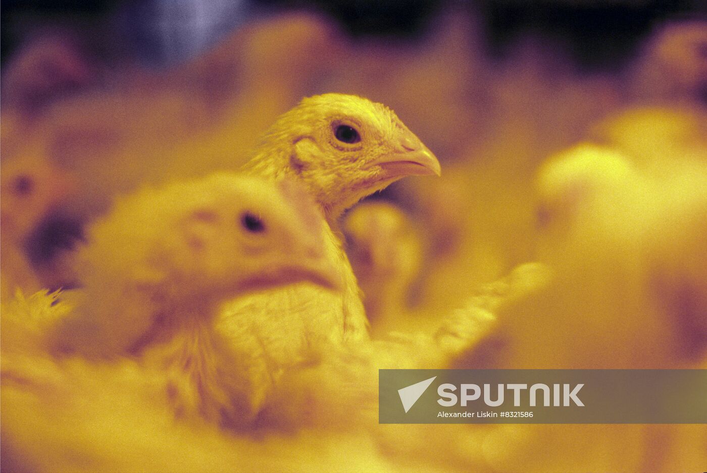 Experimental breeding farm at Poultry Research Institute